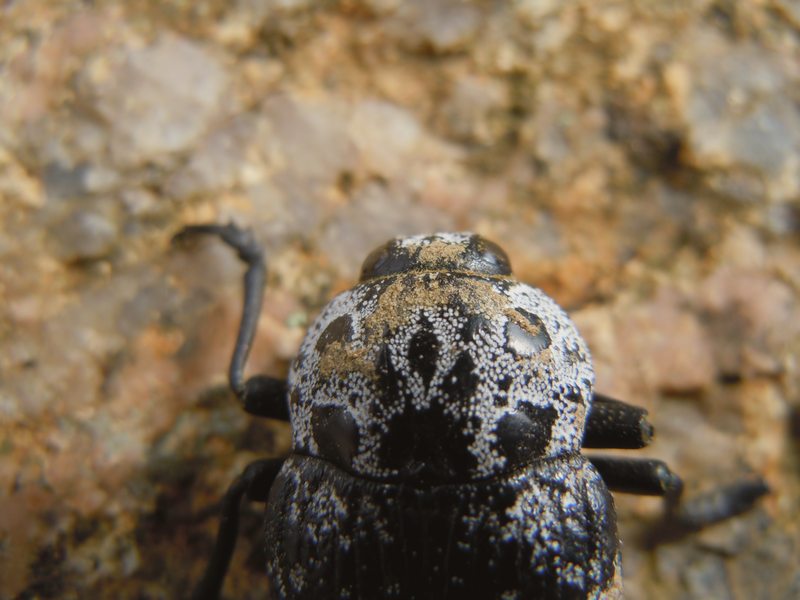 Buprestidae dalla Gallura 1: Capnodis cariosa